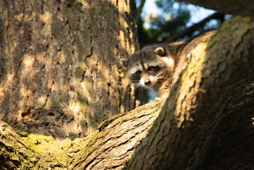 De thuisbasis van Racoon: waar de band zich thuis voelt