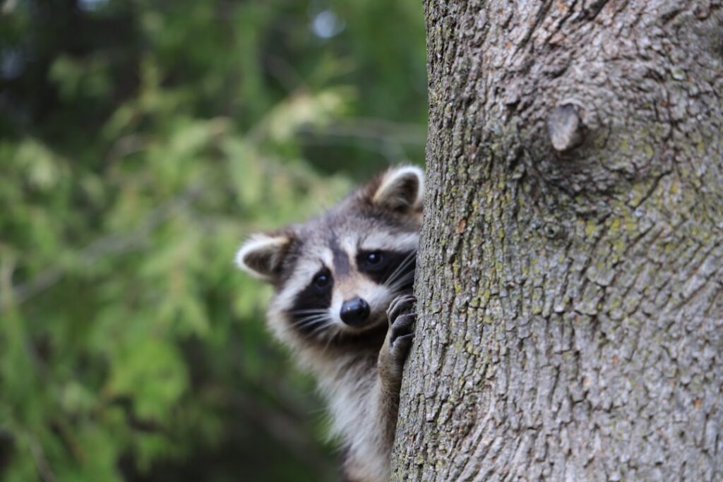 Racoon in het zuiden van Nederland: het leven en de thuisbasis van de band